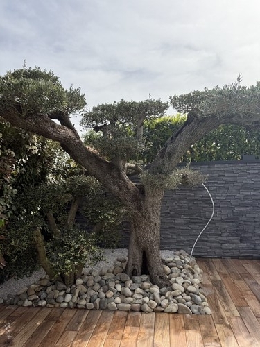 Plantation d'arbre pour aménagement de jardin de maison à Dijon