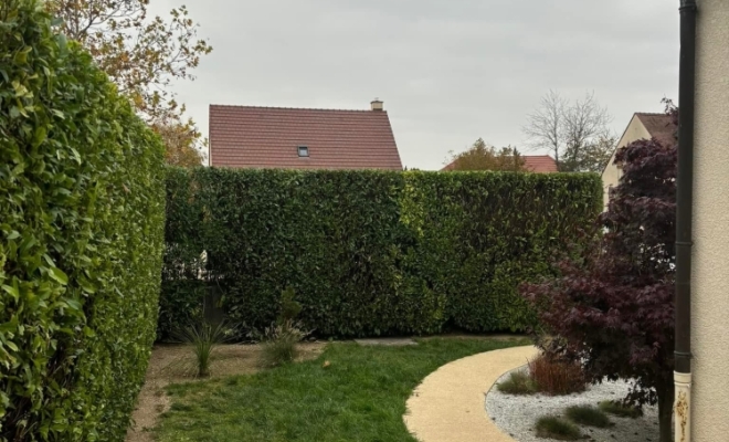 Taille de haie de laurier à BEAUNE, Dijon, L'Art des Jardins