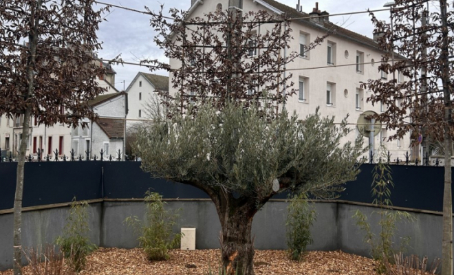 Plantation d’arbuste, Dijon, L'Art des Jardins